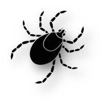 Иксодовые клещи? Что это такое?. Иксодовые клещи? Что это такое?.